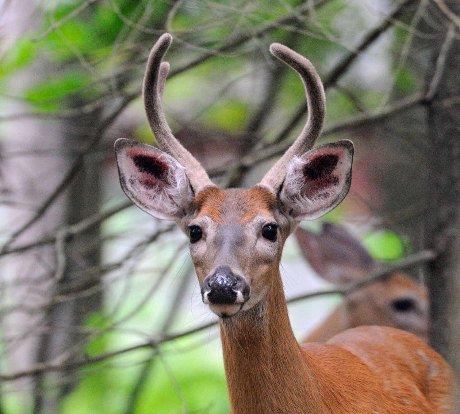 This is another male deer in summer displaying its summer coat. The reddish coat is thinner, allowing deer to better cope with summer heat. This image was captured in August; the antlers are well developed, though still velvet.